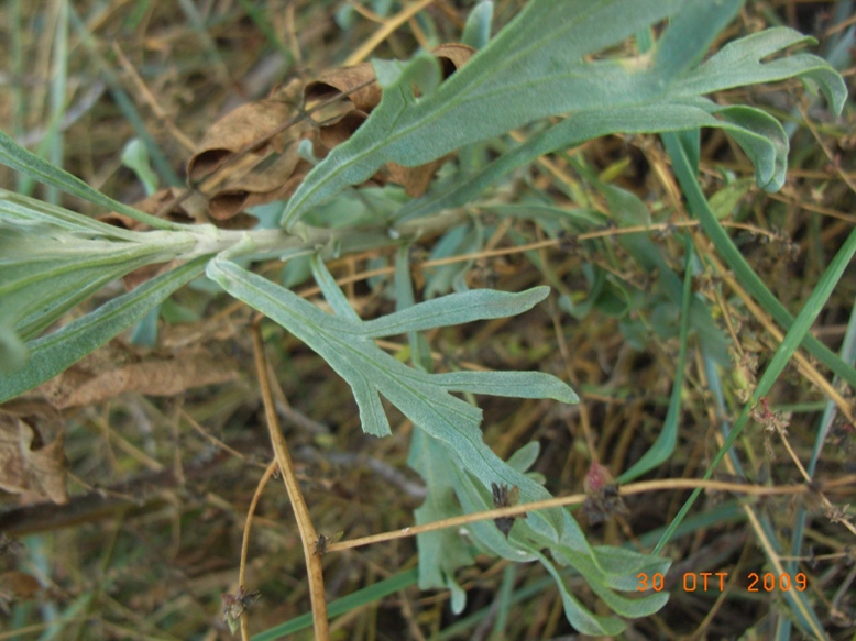 Artemisia caerulescens